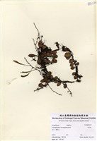 藏品(抱樹蕨(伏石蕨))的圖片